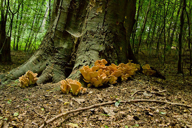 vejárovec obrovský Meripilus giganteus (Pers.) P. Karst.