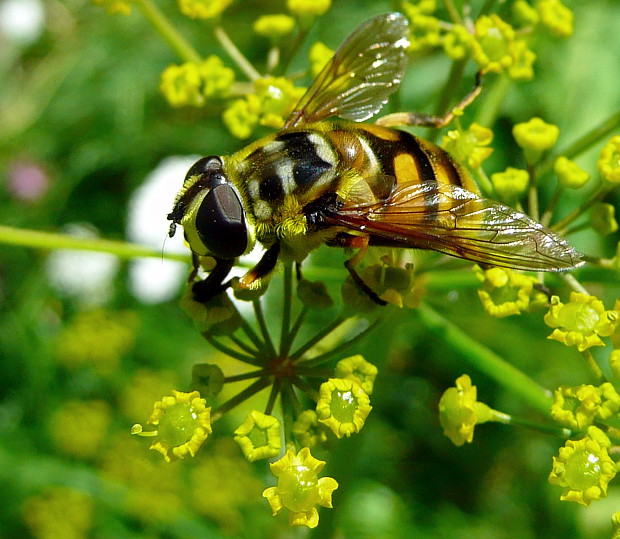 trúdovka kvetinová Myathropa florea Linnaeus, 1758