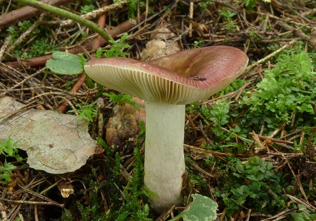 plávka Russula sp.