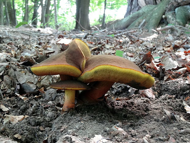 hríb zrnitohlúbikový Sutorius luridiformis (Rostk.) G. Wu & Zhu L. Yang