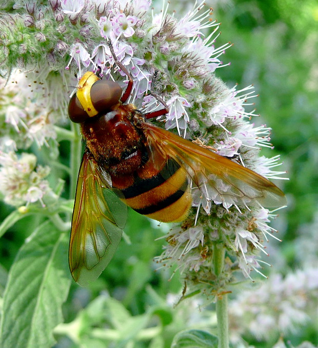 pestrica sršňovitá ♀ Volucella zonaria Poda, 1761