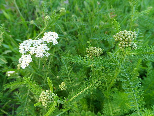 rebríček obyčajný Achillea millefolium L.