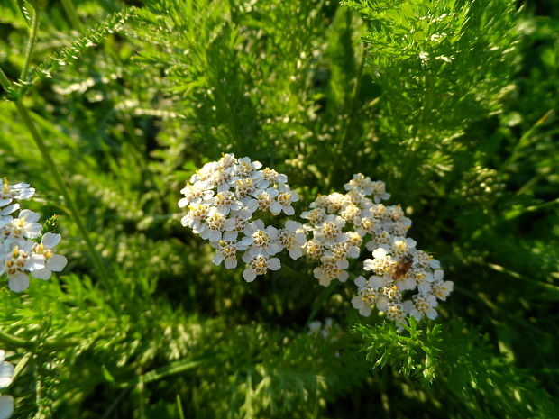 rebríček obyčajný Achillea millefolium L.