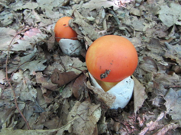 muchotrávka cisárska Amanita caesarea (Scop.) Pers.