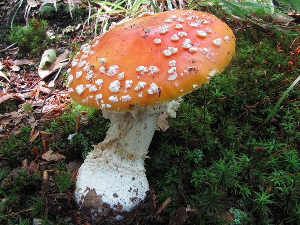 muchotrávka červená Amanita muscaria (L.) Lam.