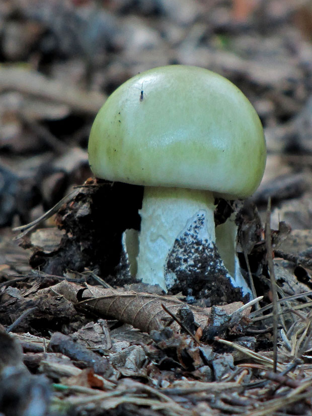 muchotrávka zelená Amanita phalloides (Vaill. ex Fr.) Link