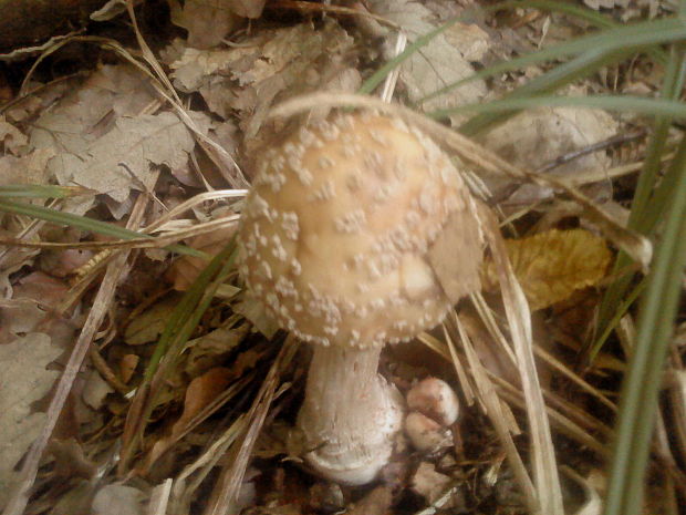 muchotrávka červenkastá Amanita rubescens Pers.