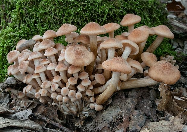 podpňovka bezprsteňová Armillaria socialis (DC.) Fayod