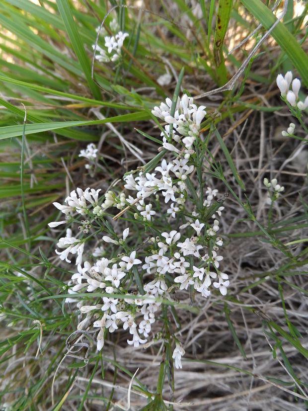 marinka psia Asperula cynanchica L.