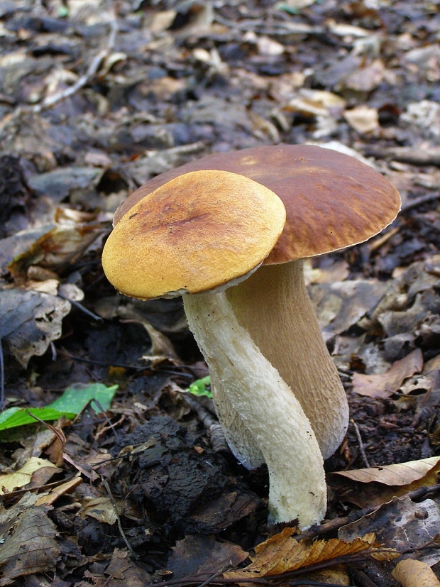 hríb smrekový+kozák osikový Boletus edulis+Leccinum albostipitatum