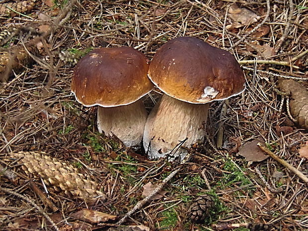 hríb smrekový Boletus edulis Bull.