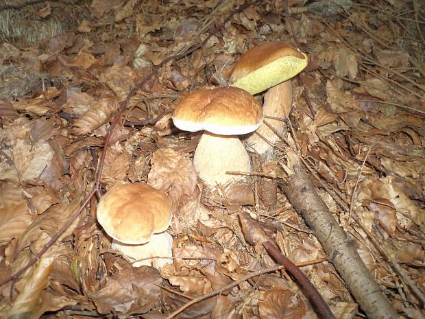 hríb smrekový Boletus edulis Bull.