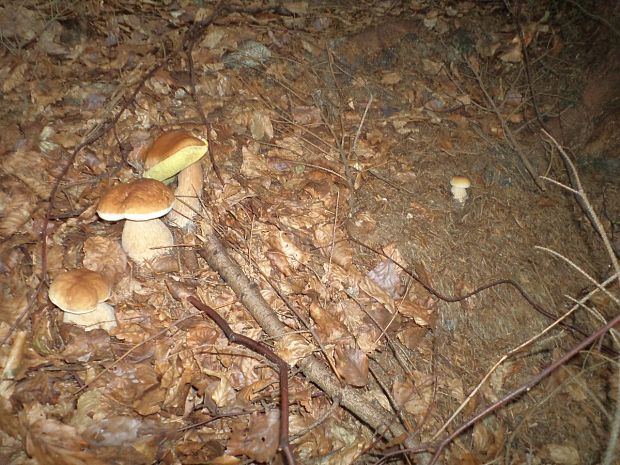 hríb smrekový Boletus edulis Bull.