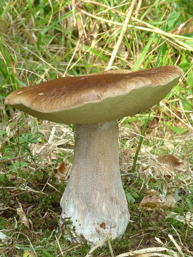 hríb smrekový Boletus edulis Bull.