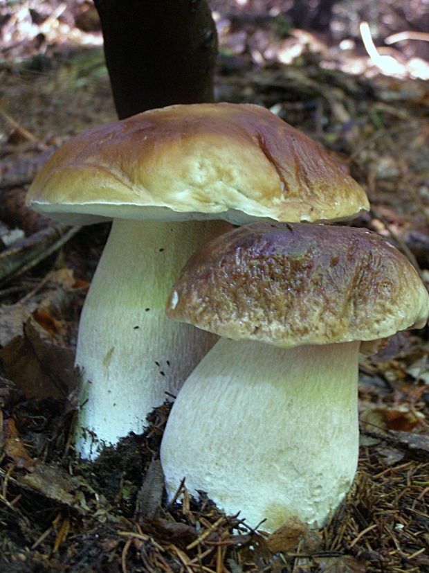 hríb smrekový-hřib smrkový Boletus edulis Bull.