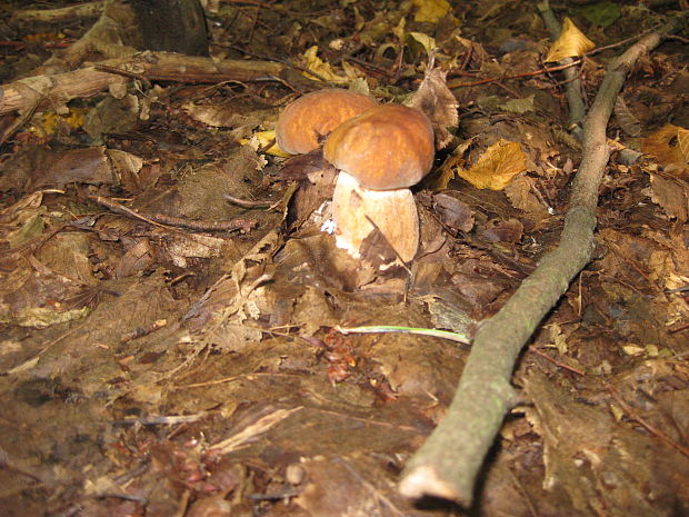 hríb dubový Boletus reticulatus Schaeff.