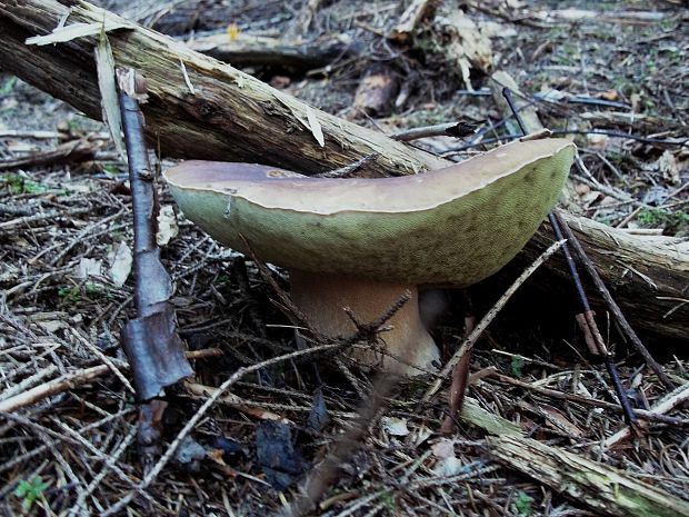 hríb dubový Boletus reticulatus Schaeff.