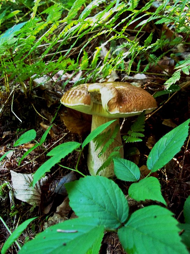 hríb dubový Boletus reticulatus Schaeff.