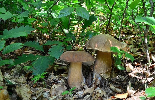 hríb dubový Boletus reticulatus Schaeff.