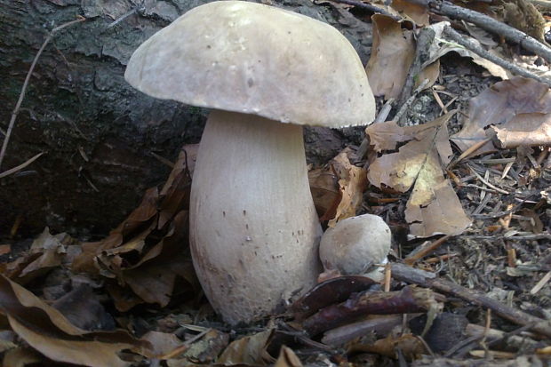 hríb dubový Boletus reticulatus Schaeff.