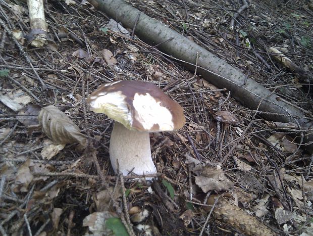 hríb  Boletus sp.