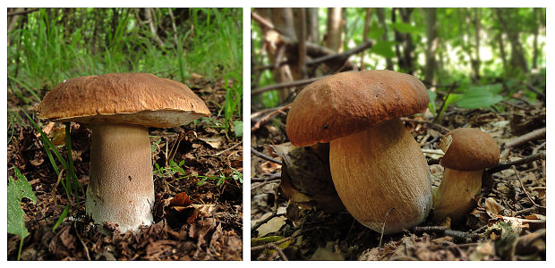 hríb Boletus sp.