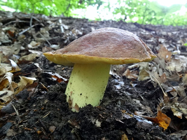 hríb príveskatý Butyriboletus appendiculatus (Schaeff. ex Fr.) Secr.