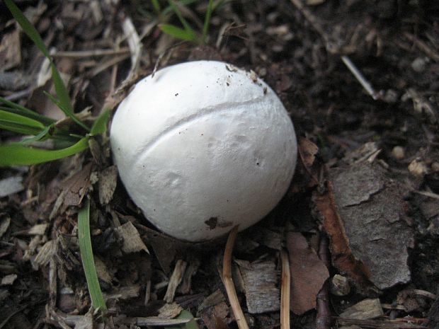 vatovec obrovský Calvatia gigantea (Batsch) Lloyd