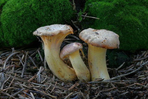 kuriatko jedlé ametystové Cantharellus amethysteus (Quél.) Sacc.