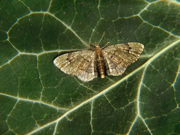 kvetnatka bazová Chloroclystis v-ata Haworth, 1809