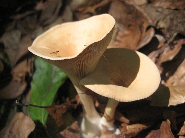 strmuľka lievikovitá Clitocybe gibba (Pers.) P. Kumm.