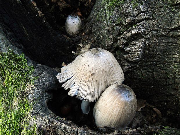 hnojník nápadný Coprinopsis insignis  (Peck) Redhead, Vilgalys & Moncalvo