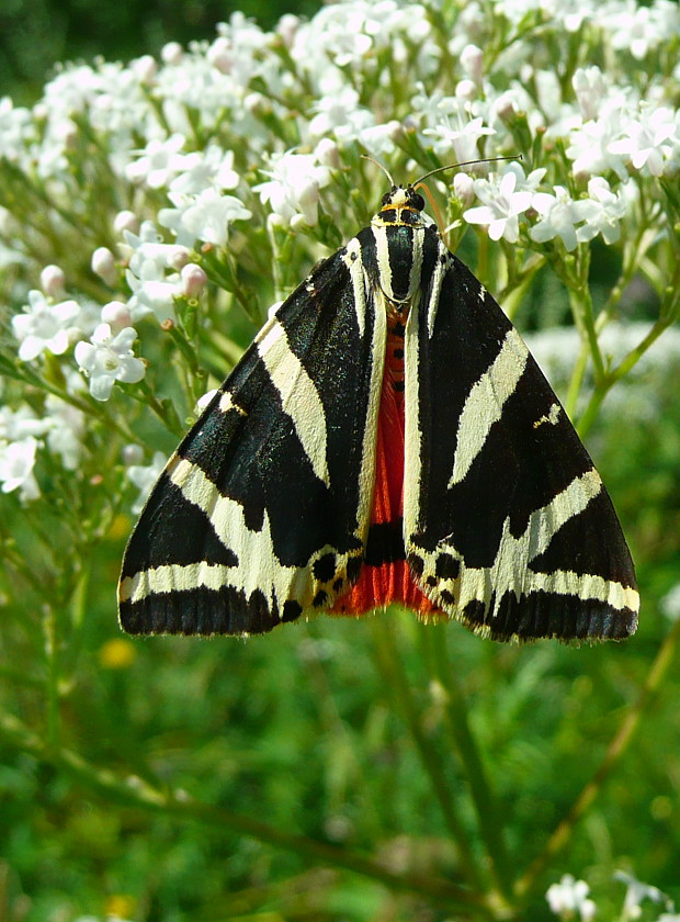 spriadač kostihojový Euplagia quadripunctaria Poda, 1761