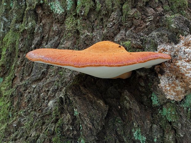 pečeňovec dubový Fistulina hepatica (Schaeff.) With.