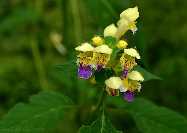 konopnica úhľadná Galeopsis speciosa Mill.