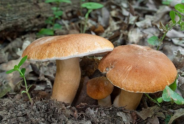 hríbnik gaštanovohnedý Gyroporus castaneus (Bull.) Quél.