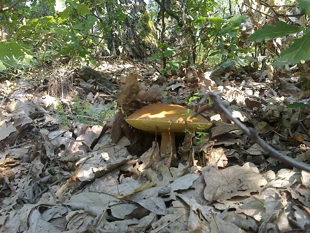 suchohríb  Hortiboletus rubellus (Krombh.) Simonini, Vizzini & Gelardi