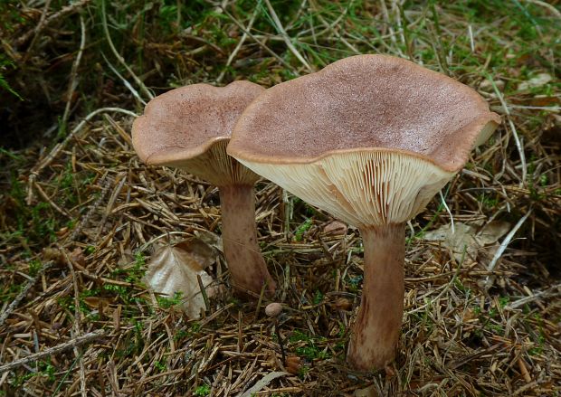 rýdzik cigóriový Lactarius helvus (Fr.) Fr.