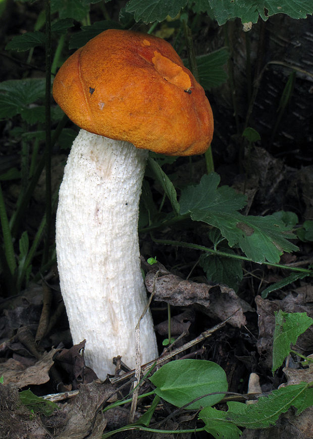 kozák osikový Leccinum albostipitatum den Bakker & Noordel.