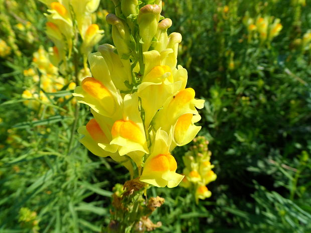 pyštek obyčajný Linaria vulgaris Mill.