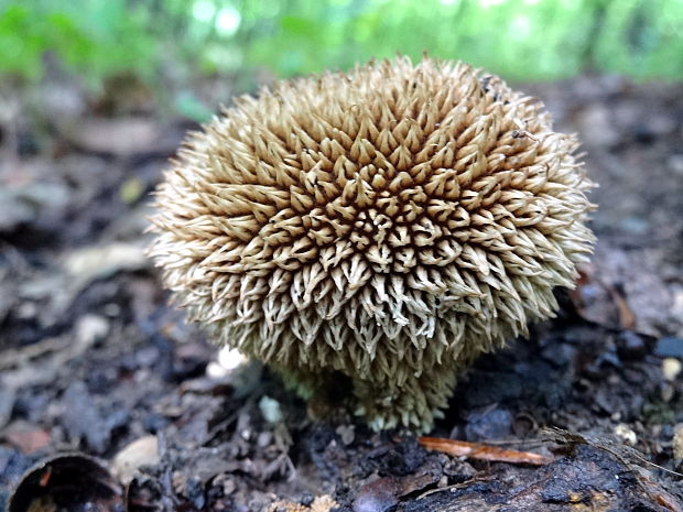 prášnica pichliačová Lycoperdon echinatum Pers.