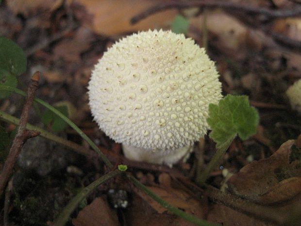 prášnica bradavičnatá Lycoperdon perlatum Pers.