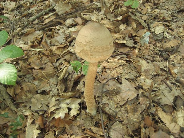 bedľa vysoká Macrolepiota procera (Scop.) Singer