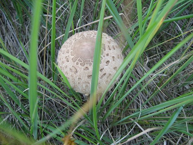 bedľa vysoká Macrolepiota procera (Scop.) Singer