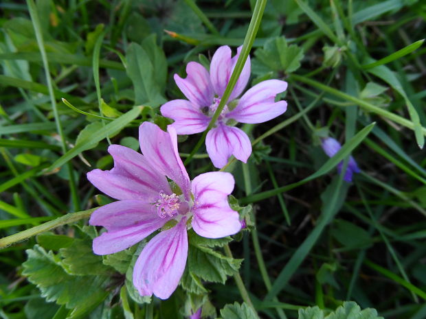 slez lesný Malva sylvestris L.