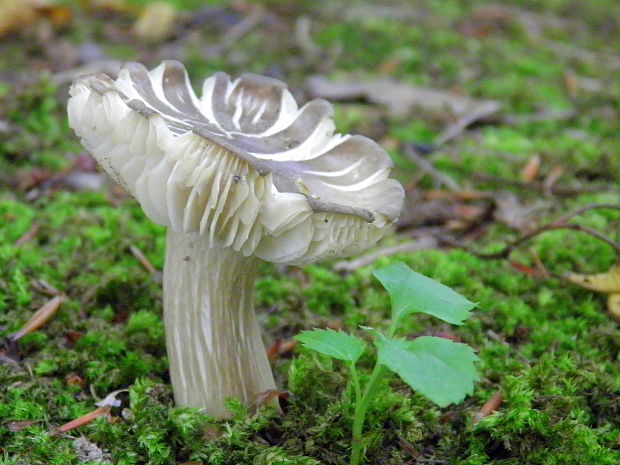 povraznica širokolupeňová Megacollybia platyphylla (Pers.) Kotl. & Pouzar