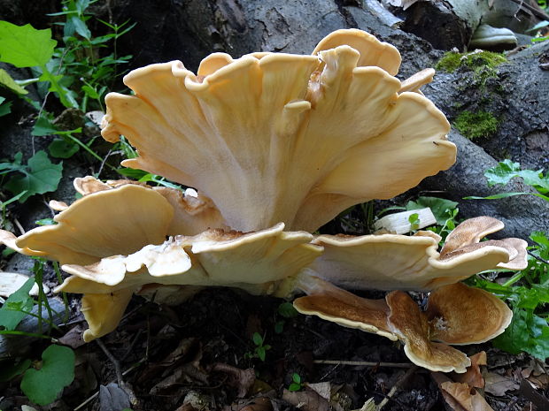 vejárovec obrovský Meripilus giganteus (Pers.) P. Karst.