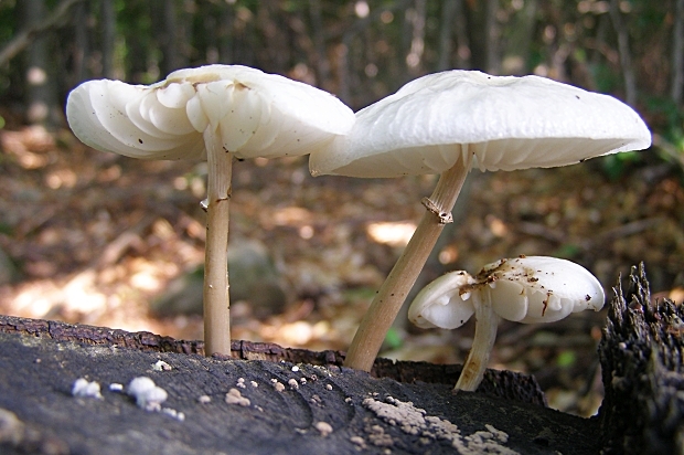 sliznačka obyčajná-slizečka porcelánová Mucidula mucida (Schrad.) Pat.