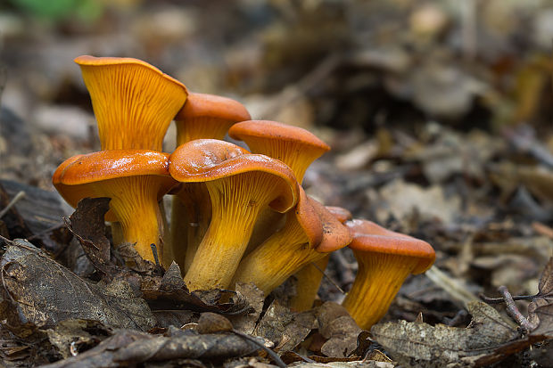 kališník hnedooranžový Omphalotus olearius (DC.) Singer