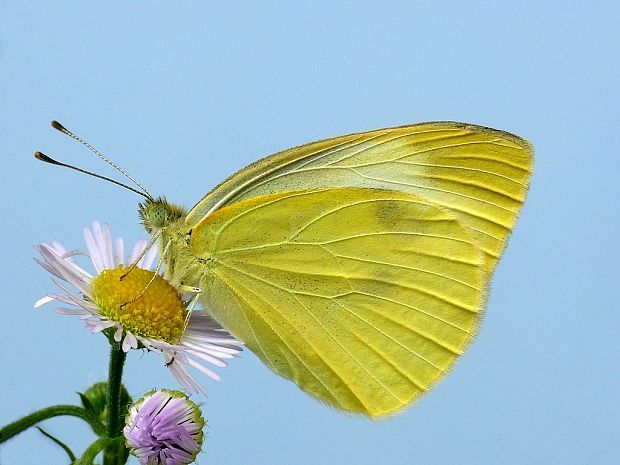 mlynárik kapustový Pieris brassicae Linnaeus, 1758